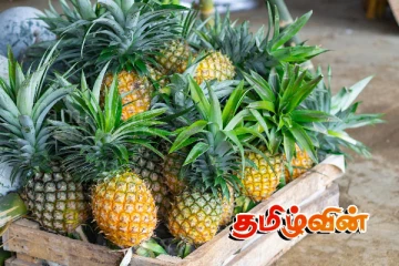 இயக்கச்சியில் களைகட்டும் அன்னாசி பயிர்ச்செய்கை