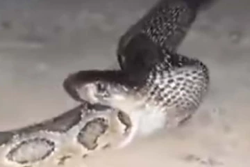 பாம்பு மற்றொரு பாம்பை ஆக்ரோஷமாக வேட்டையாடும் காட்சி