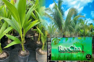 பாரம்பரிய முறையில் தென்னங்கன்று நடுதலை ஆரம்பித்த றீ(ச்)ஷா ஒருங்கினைந்த பண்ணை(Video)