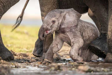 அச்சோ... பிறந்த யானைக்குட்டி... எடுத்து வைக்கும் முதல் அடி... எவ்ளோ கஷ்டப்படுதுன்னு பாருங்க...