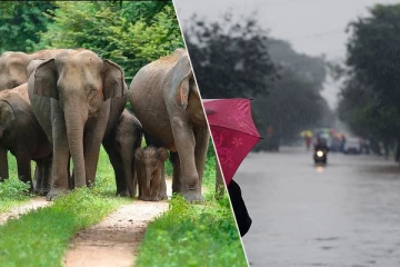நாட்டில் நிலவும் மழையுடனான காலநிலை: சடலமாக மீட்கப்பட்டுள்ள யானைகள்