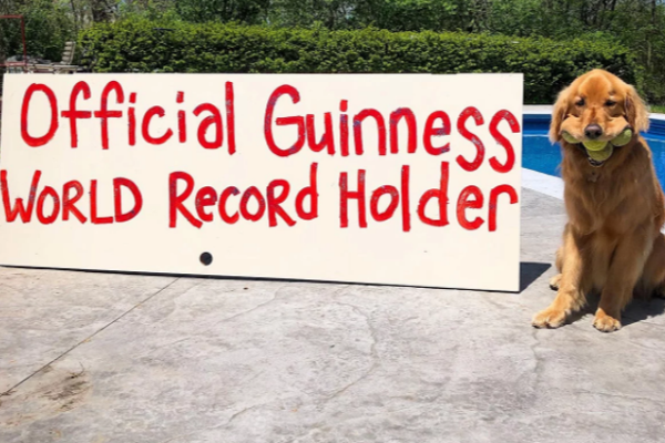 டென்னிஸ் பந்துகளை வாயில் வைத்து உலக சாதனை படைத்த நாய்! குவியும் வாழ்த்துக்கள் | Golden Retriever That Can Hold 6 Tennis Balls In