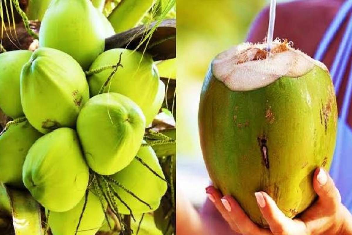 இளநீர் குடிப்பது உடல் எடை குறைக்க உதவுமா? எப்போது எப்படி குடிப்பது? | Does Drinking Coconut Water Help You Lose Weight