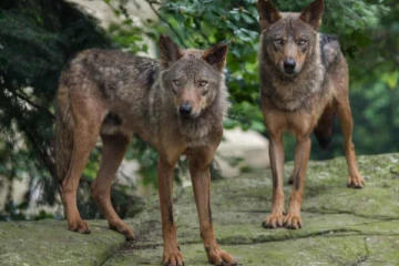பிரான்ஸ் உயிரியல் பூங்காவில் ஆபத்தான மிருகங்கள் தப்பியோட்டம்!