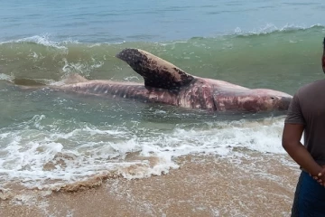 அம்பாறையில் கரை ஒதுங்கிய இராட்சத புள்ளிச்சுறா