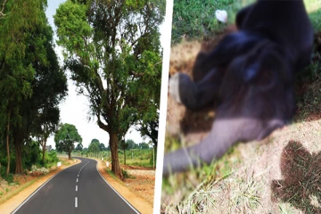 புத்தளம் - அனுராதபுரம் பிரதான வீதியில் இடம்பெற்ற விபத்தில் படுகாயமடைந்த யானை குட்டி