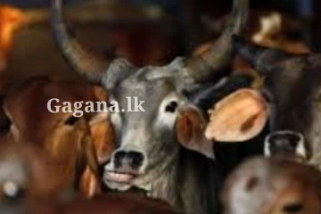 පාසලක පවත්වා ගෙන ගිය නීති විරෝධි ගව ඝාතකාගාරයක් වටලයි.