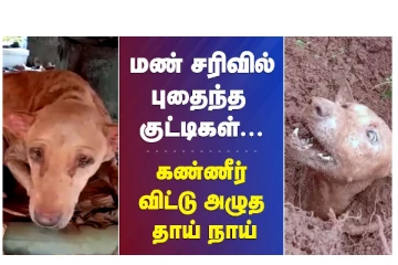 மண் சரிவில் புதைந்த குட்டிகள்... கண்ணீர் விட்டு அழுத தாய் நாய்