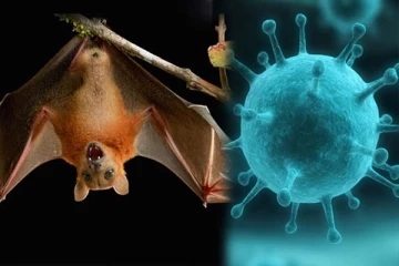 நிபா வைரஸால் இறந்த சிறுவன்: இந்த பழம் சாப்பிட்டது தான் காரணமா?