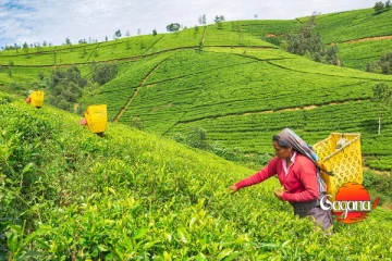 නුවරඑළිය ජනතාවට සුබම සුබ ආරංචියක්