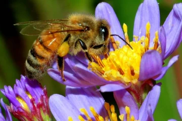 மகரந்த சேர்க்கைக்காக அனுப்பப்பட்ட மில்லியன் கணணக்கான தேனீக்கள் உயிரிழப்பு