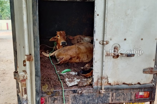 யாழில் மாடுகளை கடத்திய நபர் அதிரடி கைது | Police Arrested One For Smuggling Cows In Jaffna யாழில் மாடுகளை கடத்திய நபர் அதிரடி கைது | Police Arrested One For Smuggling Cows In Jaffna