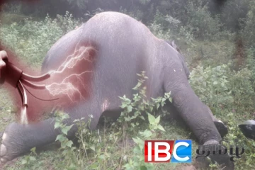 மட்டக்களப்பில் மின்சாரம் தாக்கி யானை பலி