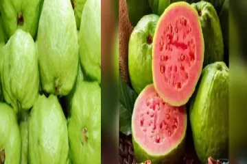 சுவை மிகுந்த கொய்யாப்பழத்தில் இத்தனை நன்மைகளா..!