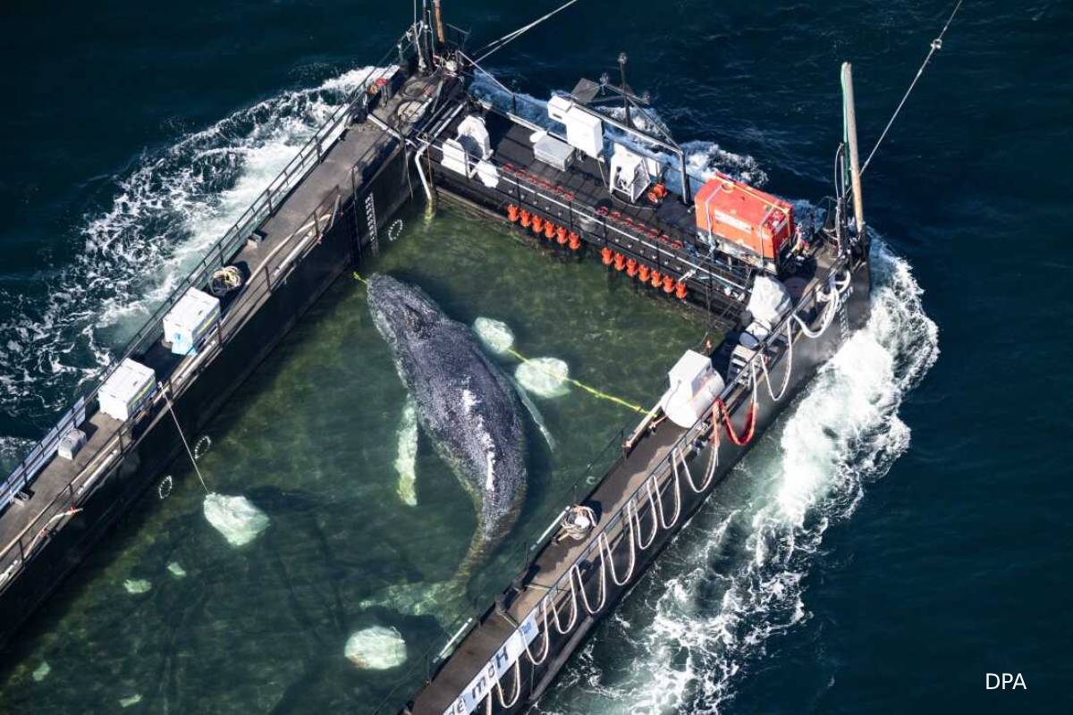 ஜேர்மனி காப்பாற்ற போராடிய திமிங்கலம்: ஒரு துயரச் செய்தி | Germany Timmy Whale Found Death Denmark Coast
