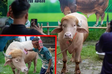 குர்பானிக்கு விற்கப்பட்ட "டொனால்ட் ட்ரம்ப்" எருமை; பலியிடுவதற்கு பதிலாக இடமாற்றம்