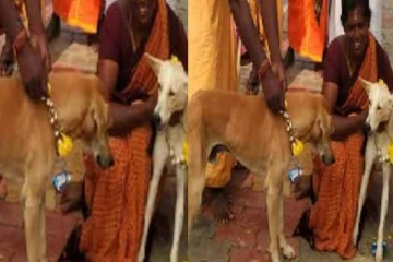 காதலர் தினத்தில் நாய்களுக்கு திருமணம் !