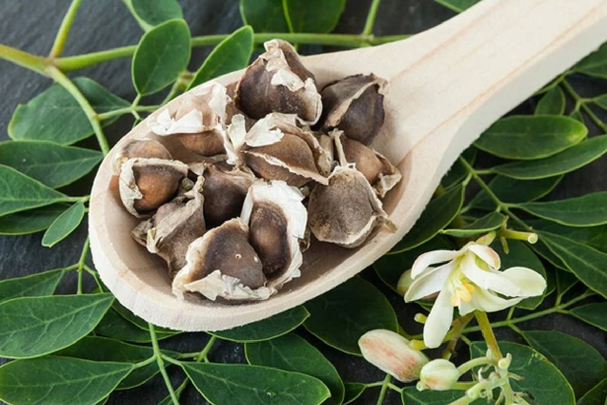 முருங்கை விதைகளின் அதிசய திறன் ; உலக நீர் பாதுகாப்புக்கு புதிய வழி | The Miraculous Power Of Moringa Seeds