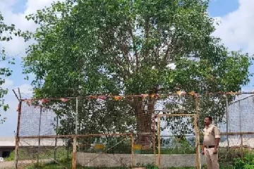 ஒரு மரத்தின் செலவு ஆண்டுக்கு ரூ.12 லட்சமா! அப்படி என்ன தான் இருக்கிறது?