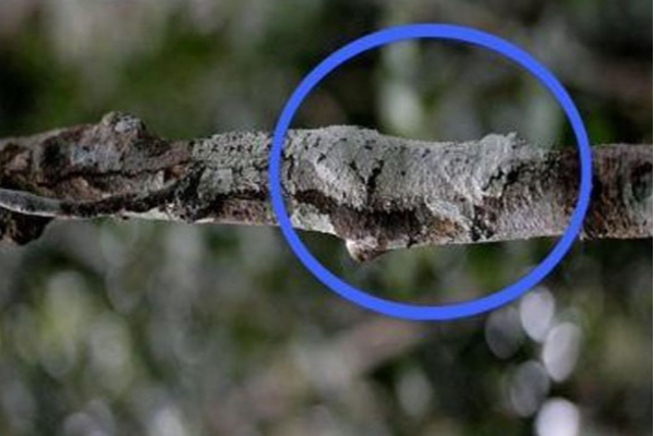 Viral Post: உங்களால் 60 நொடிகளில் இதில் மறைந்துள்ளதை கண்டுபிடிக்க முடியுமா? | Viral Optical Illusion Post