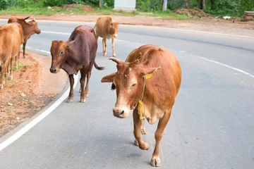 மாடு ஒன்றினால் பறிபோன உயிர்