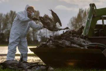 ஜேர்மனியில் பரவும் பறவைக்காய்ச்சல்: 500,000 பறவைகள் அழிப்பு