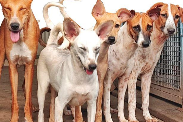 நாய்கள் காப்பகம் அமைக்கும் சாவகச்சேரி நகரசபை | Chavakachcheri Municipal Council Build Dog Shelter