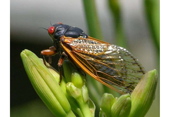 17 ஆண்டுகள் தூங்கும் உயிரினம் எது தெரியுமா? பலரும் அறிந்திடாத வினோத தகவல் | World Invention Incident Collection