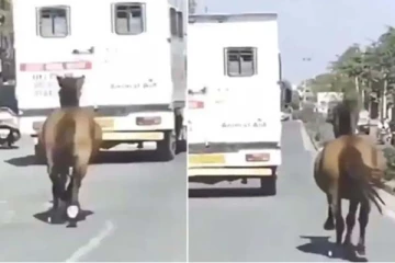 5 KM ஆம்புலன்ஸ் பின்னால் விடாமல் ஓடிய குதிரை! பிரமிக்க வைக்கும் காட்சி