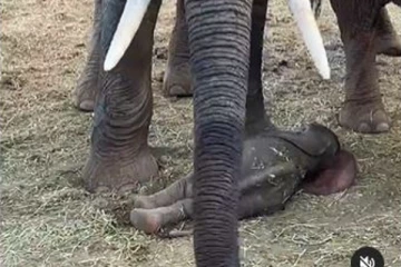 பிறந்ததும் அசந்து தூங்கும் குட்டி... அடுத்த நொடியே தாய் யானை செய்த சிலிர்க்க வைக்கும் செயல்