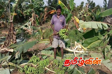 கிளிநொச்சியில் தீவிரமடையும் யானைகளின் அட்டகாசம்: விடுக்கப்பட்ட கோரிக்கை