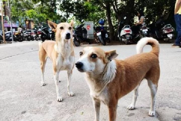 பாலத்தின் மேலிருந்து 31 நாய்களை தூக்கி வீசியதில் 20 நாய்கள் இறந்த பரிதாபம்