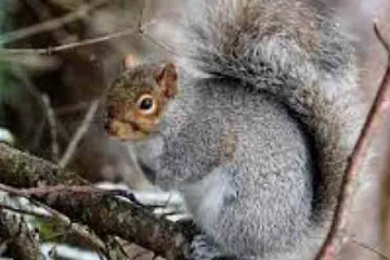 பிரிட்டனில் கருணை கொலை செய்யப்பட்ட அணில்: காரணம் என்ன?