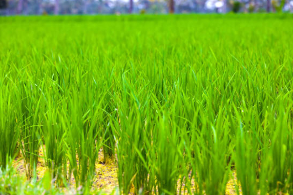 வெல்லாவெளி விவசாயிக்கு எமனான மின்சாரம் | Electricity For Wellaveli Farmer Death
