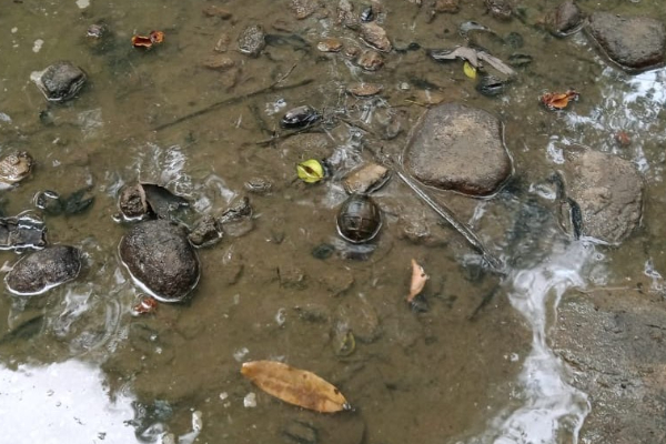திருக்கோவிலில் கைக்குண்டுகள் மற்றும் ஆயுதங்கள் மீட்பு | 5 Grenades Found In Vammiyadi