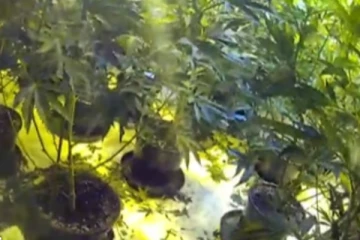 வீட்டுக்குள் மறைத்து வைத்து கஞ்சா வளர்த்த கில்லாடி!