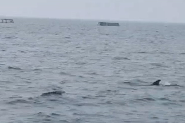 மன்னாரில் இருந்து இராமேஸ்வரம் சென்ற டொல்பின்கள் | Dolphins Move From Mannar To Rameshwaram மன்னாரில் இருந்து இராமேஸ்வரம் சென்ற டொல்பின்கள் | Dolphins Move From Mannar To Rameshwaram