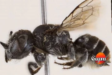 අං සහිත මී මැසි වර්ගයක් ඔස්ට්‍රේලියාවෙන් සොයා ගැනේ