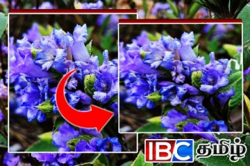 நாட்டில் பூத்தது 12 ஆண்டுகளுக்கு ஒரு முறை பூக்கும் நீலக்குறிஞ்சி!