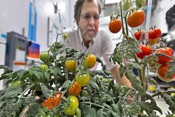 விண்வெளியில் விளைத்த தக்காளி பூமிக்கு கொண்டுவர நடவடிக்கை!