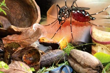 இலங்கையில் டெங்கு நோய் பரவல் தீவிரம்! சுகாதார திணைக்களம் எச்சரிக்கை