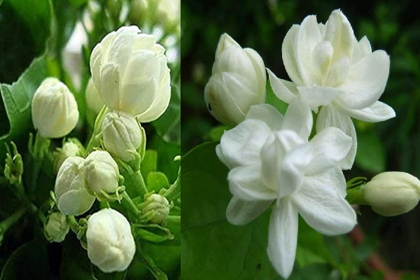 மல்லிகை செடி நறுமணத்துடன் பூத்து குலுங்கணுமா? இந்த மலிவான உரம் 1 கைபிடி போதும் | Natural Fertilizer Growth Jasmine Plant Gardening