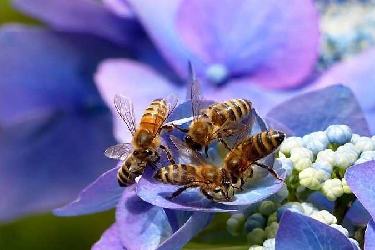 உலகிலயே மிக அதிசயமான நீல நிற தேன்! பின்னணியில் இருக்கும் காரணம் என்ன? | Where Does Blue Honey Come From