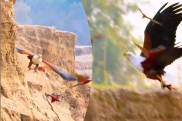 பதுங்கியிருந்து வந்த கழுகு... அசால்டாக பறவையை வேட்டையாடிய காட்சி