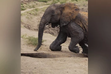 சேற்றில் சிக்கி தவித்த யானைகள்; கண்கலங்க வைத்த காணொளி!