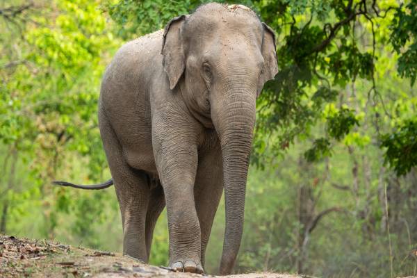 அம்பாந்தோட்டையில் யானை தாக்கி பெண்ணொருவர் உயிரிழப்பு! | Woman Killed In Elephant Attack In Hambantota