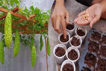 பாகற்காயை இனிமேல் பெல்கனியில் வளர்க்கலாம்: முளைக்கும் விதையில் இப்படி செய்ங்க