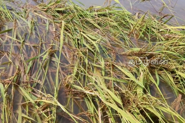 கிளிநொச்சியில் பெரும்போக பயிர்செய்கையின் அழிவு குறித்து வெளியான தகவல் | Destruction Of Cultivation