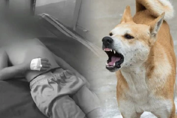 பள்ளிக்குள் நுழைந்த தெரு நாய் - சிறுமியின் கன்னத்தை கடித்து குதறிய கொடூரம்!