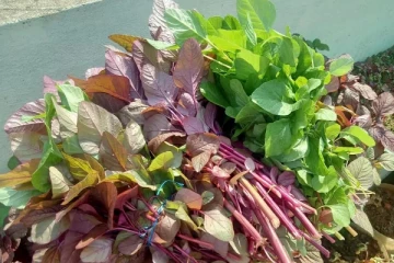 மருத்துவம் குணம் நிறைந்த கீரைகள்